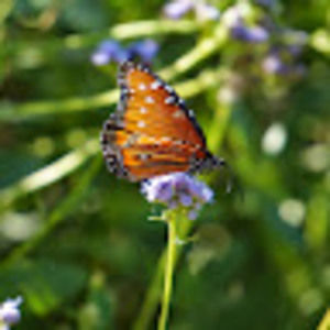 Meet your Posher, Jesus